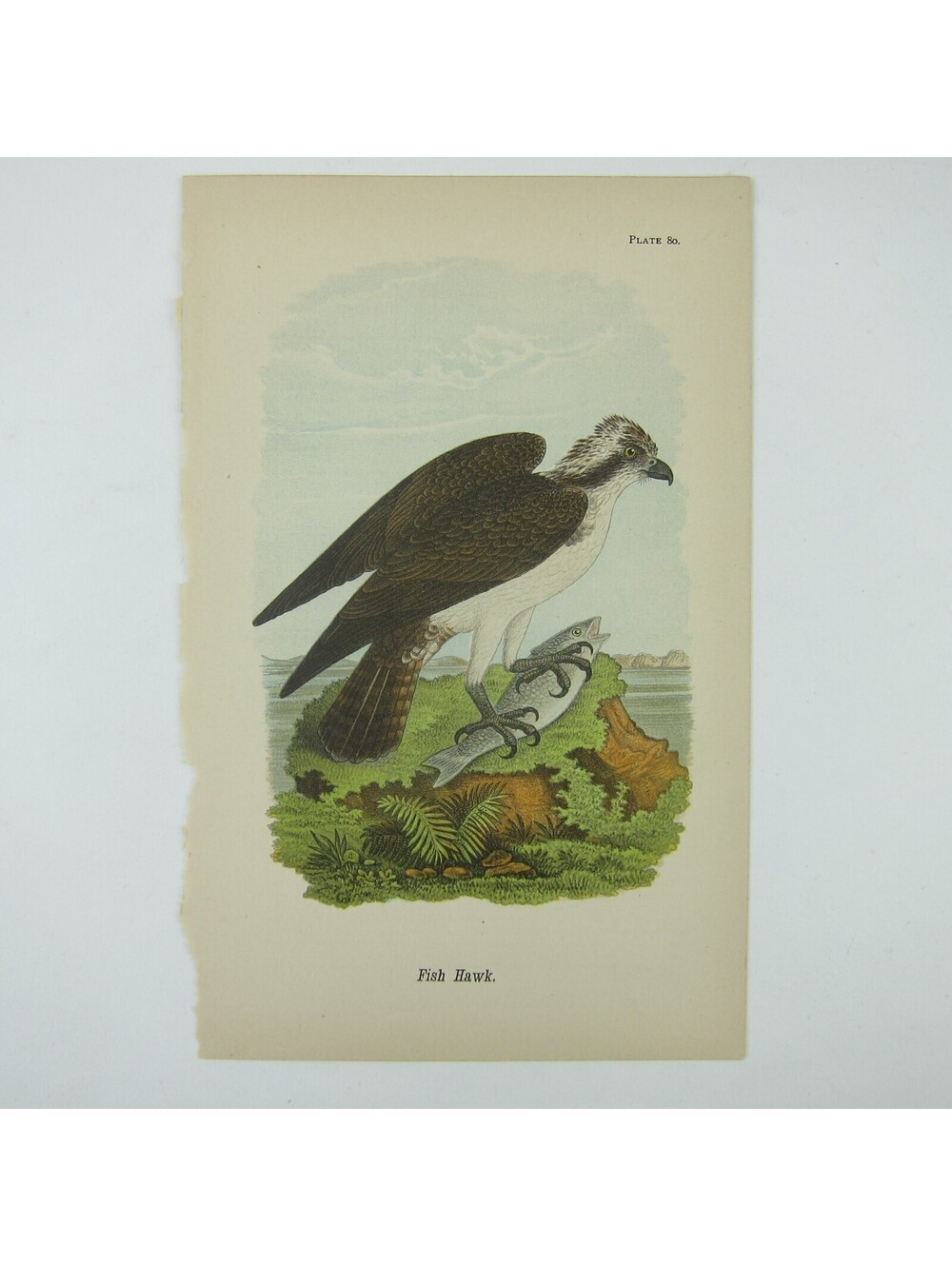 Bird Lithograph Print Fish Hawk after John James Audubon Antique 1890